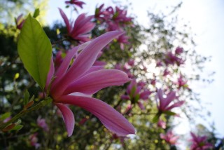 Pine Hollow Arboretum