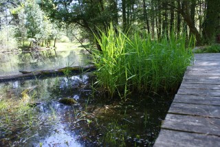 Pine Hollow Arboretum