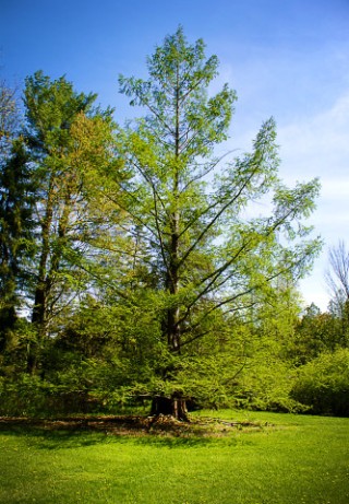 Pine Hollow Arboretum