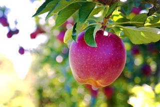 Samascott Orchards