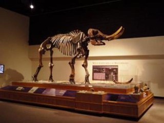 New York State Museum