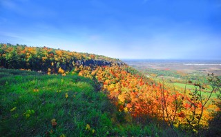 Thacher Park Forest